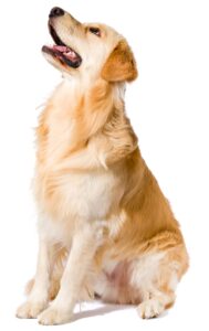 AdobeStock_136865523-scaled clonación de perros
