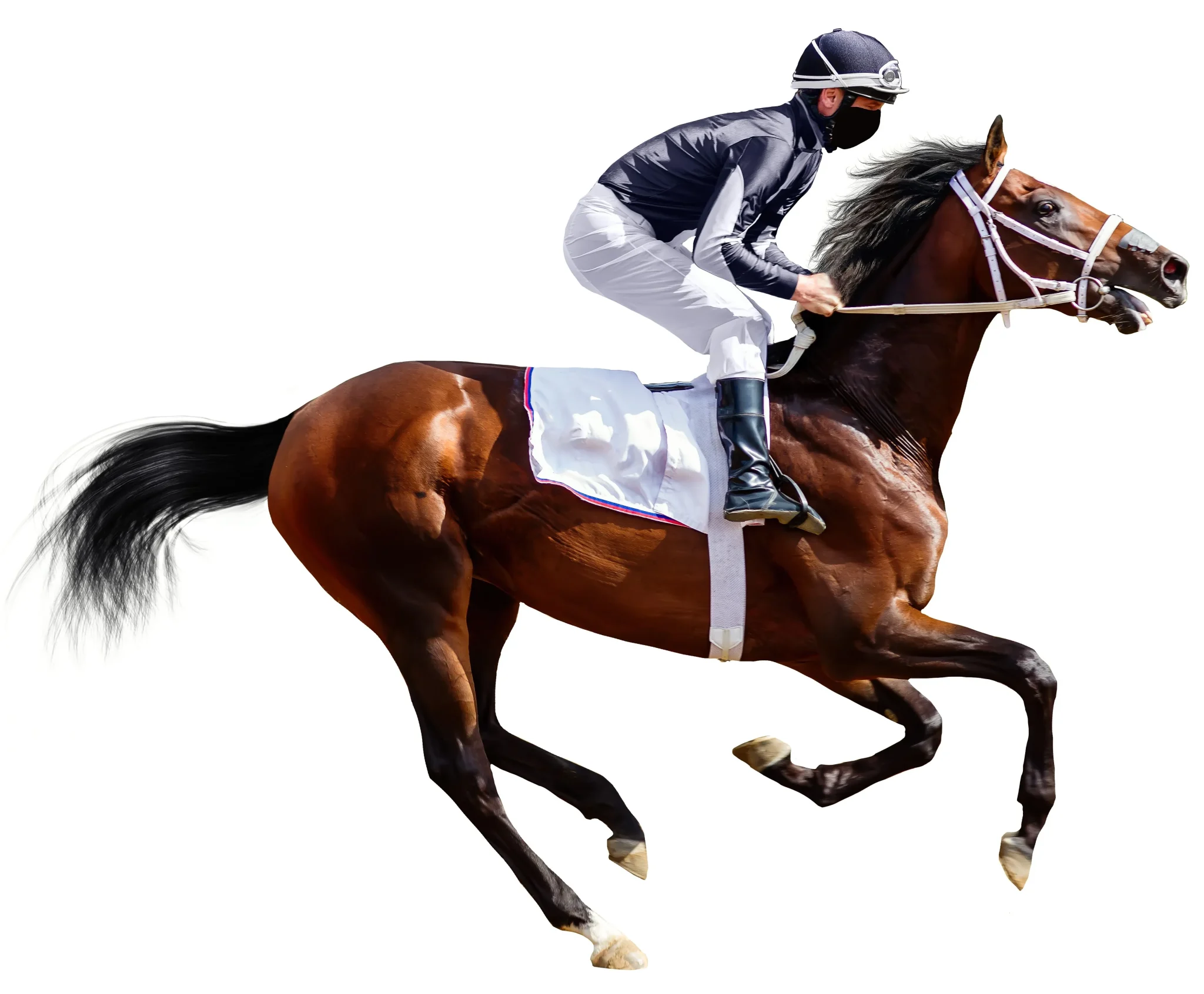 caballo-ovohorse