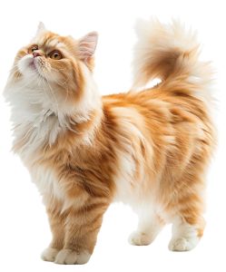 cat-249x300