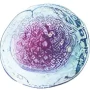 celula6_11zon-90x90 celula6_11zon-90x90