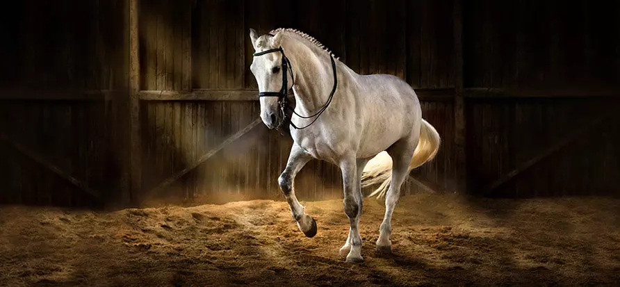 opu-e-icsi-ovohorse-2-1