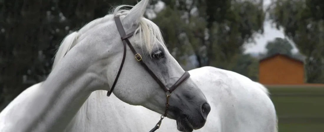 Clonación equina: Varoussa regresa para dominar el Raid