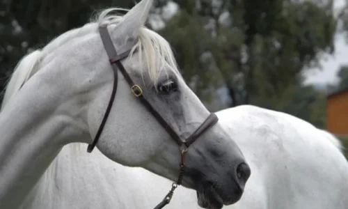 Clonación equina: Varoussa regresa para dominar el Raid